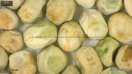 column seed