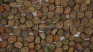seed