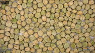 seed