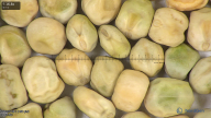 column seed