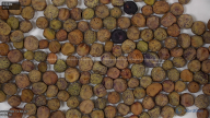 seed