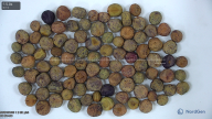 column seed