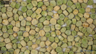 seed