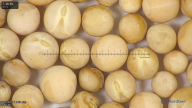 column seed