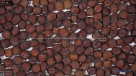 seed