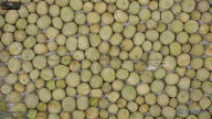 seed