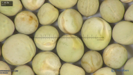 column seed