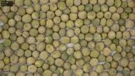 seed