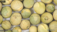 column seed
