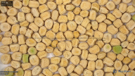 seed