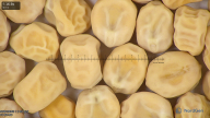 column seed