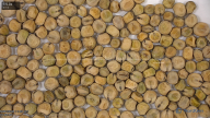 column seed