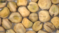 column seed