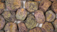 column seed