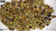 seed