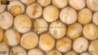 column seed