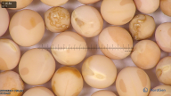 column seed