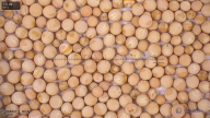seed