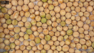 seed