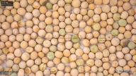 seed