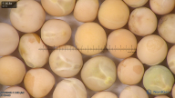 column seed