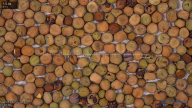 seed