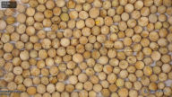 seed