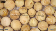 column seed