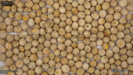 column seed