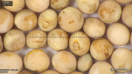 column seed