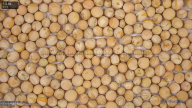 seed