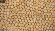 seed
