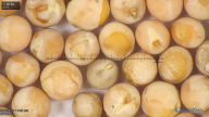 column seed