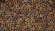 seed