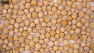 column seed