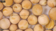 column seed