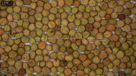 seed