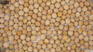 seed