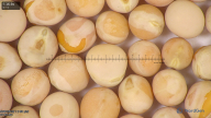 column seed