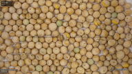 seed