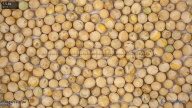 column seed