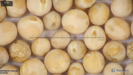 column seed