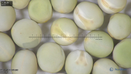 column seed