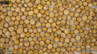 seed