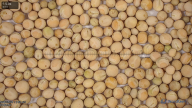 seed