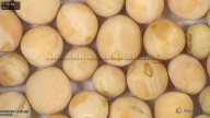 column seed