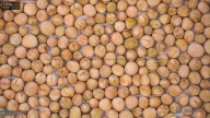 seed