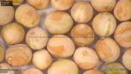 column seed
