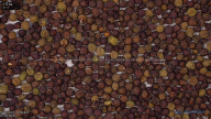 seed