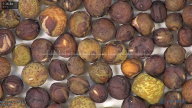 column seed